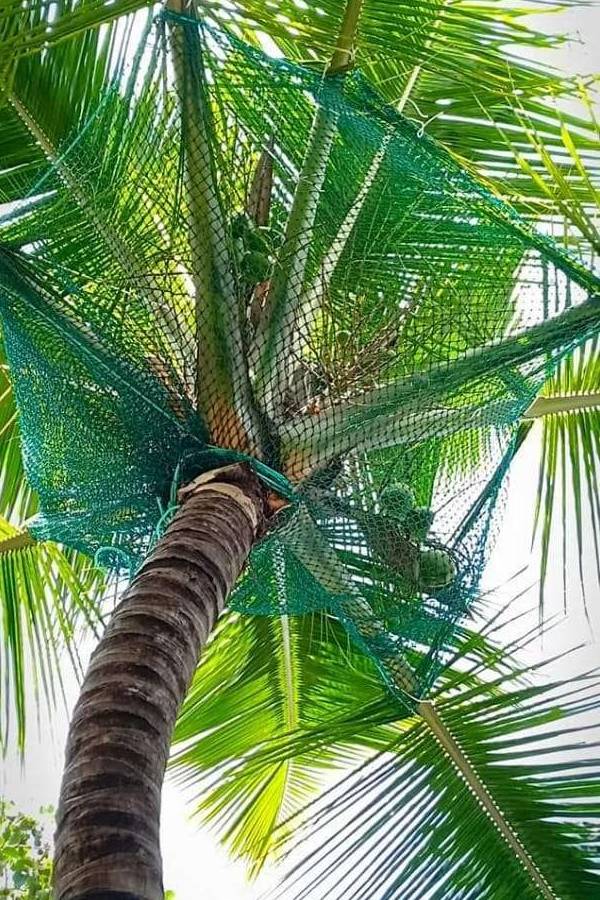 Coconut Tree Safety Nets in  Thiruvananthapuram
